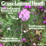 Labelled photograph showing pink, bell-shaped flowers and groups of four leaves