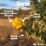 Labelled photograph showing yellow flowers, hairy sepals and sharp spines