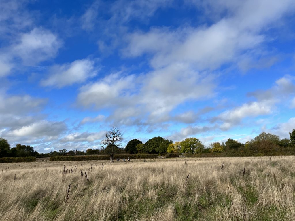 View of the meadow in early autumn, with grasses bleached white and trees starting to turn.