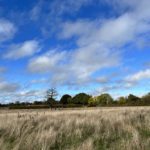 View of the meadow in early autumn, with grasses bleached white and trees starting to turn.