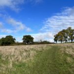 View of the meadow in early autumn, with mown grass path and trees starting to turn.