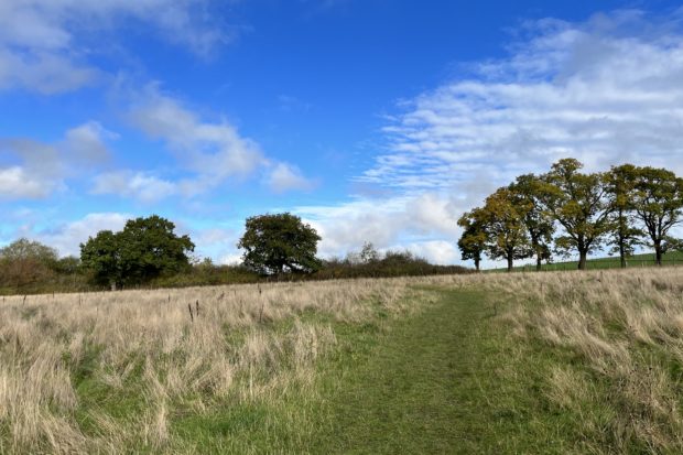 View of the meadow in early autumn, with mown grass path and trees starting to turn.