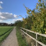 Photo of green hedgerow along a green meadow, with blue sky and fluffy white clouds.