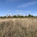 Photograph of teasels and other dry vegetation at the edge of a pond.