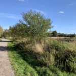 Photograph of gravel path snaking past a pond.