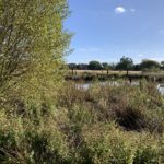 Photo of lush vegetation at the edge of a pond.