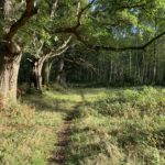 Photo of a small path leading off into the woods, past some sunlit oak trees.