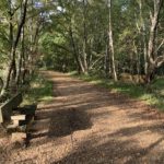 Photograph of a gravel path leading through a woodland. a bench in the foreground.