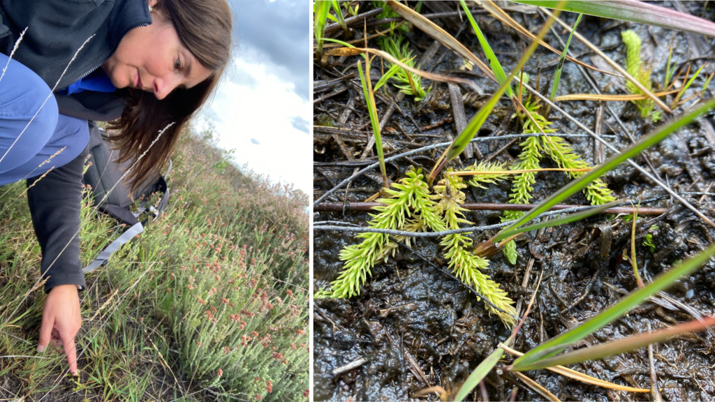 Montage of two photos, Warden Nicky pointing at a small green plant and a more closeup photo of the plant itself. It is a very simple green plant, with now flowers. Green and branching.