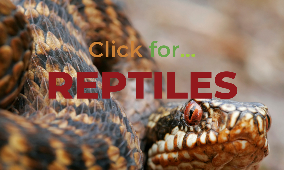 Click here for reptile fact files