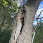 Photo of a mature oak tree with a large hollow.