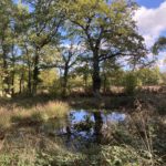 Photo of oak trees surrounding a pond.