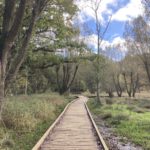 Photo of a wooden boardwalk heading off across damp ground.