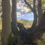Photo of an unusually-shaped oak tree on a bank.