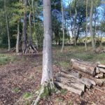 Photo of woodland where children have been building dens.