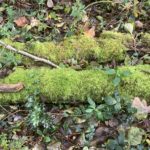 Photo of mossy logs lying on the ground.