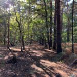 Photo of sunlight coming through the trees in early autumn.