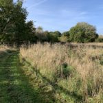 Photo of a mown path through a meadow.