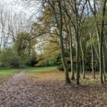 Photo of trees in autumn colours beside the path.