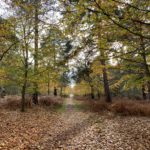 Pretty photo of woodland in autumn colours.