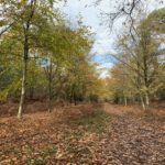 Pretty photo of woodland in autumn colours.