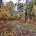 Pretty photo of woodland in autumn colours.