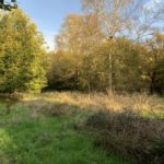 Photo of a woodland path through a clearing in autumn.