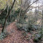 Photo of a woodland path in autumn.