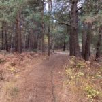 Photo of a path through woodland in autumn.