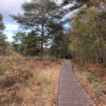 Photo of a boardwalk through woodland in autumn.