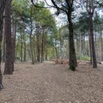 Photo of woodland in autumn.