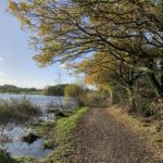 Photo of oak trees in autumn colours alongside the lake.