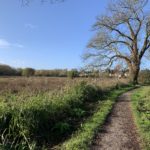 Photo of an attractive view from the towpath out across the meadow