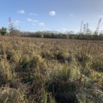 Photo of a wet meadow with coarse vegetation and no footpath