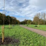 Photo of new saplings planted either side of the path.