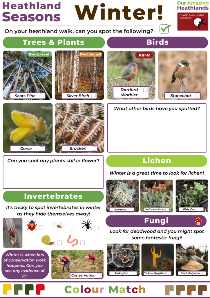 A heathland seasons winter spotter sheet with lots of plants and animals to look for on a visit