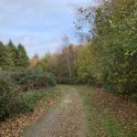 Autumnal photograph of a tree-lined path