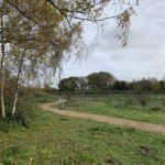 Autumnal photograph of a meadow