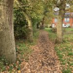 Autumnal photograph of a tree-lined path beside some houses