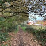 Autumnal photograph of a tree-lined path beside some houses