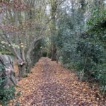 Photo of an ancient hornbeam hedge.