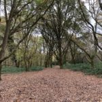 Photo of an autumnal woodland scene.