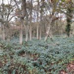 Panoramic photo of an autumnal woodland scene.