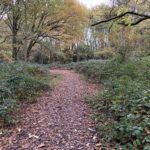 Photo of an autumnal woodland scene.