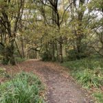 Photo of an autumnal woodland scene.