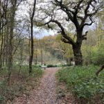 Photo of woodland scene, looking downhill towards a pond surrounded by Oaks.