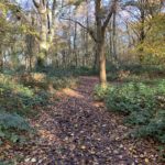 Autumnal photo of a woodland path.