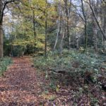 Autumnal photo of a woodland path.