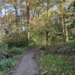 Autumnal photo of a woodland path.