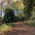 Autumnal photo of a woodland path.